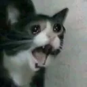 cryingcat
