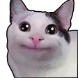 maowPoliteboi