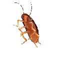 roach