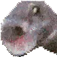 WutFish WutFish