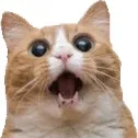 BonnieTheCat BonnieTheCat