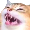 catlole