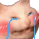 catblushCRY2