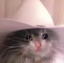 sadcat_messagemebackpartner