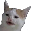 SCnani