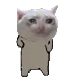 SCGdance