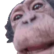 monkeylick