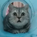 scaredcat