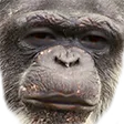 WeirdChimp