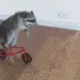 raccoonRide raccoonRide