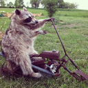 raccoonBoomer