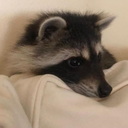 raccoonChill