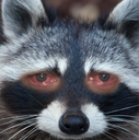raccoonSad