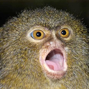 633470650136133662.png?v=1