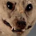 :FTGPdogextinct: Discord Emote