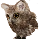 kittowl kittowl