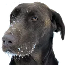 puplet