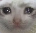 sadcat