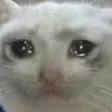 sadcat