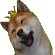 DogeDance