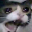 Scared_Cat