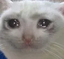 cattears