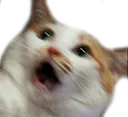 catno