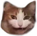 catheh
