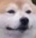 thisdog
