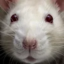 RatStare