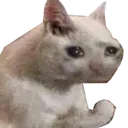 cate1