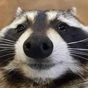 raccoonSelfie