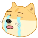 dogepls