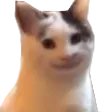 naywisPolitecat naywisPolitecat