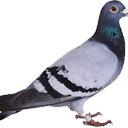 Pigeon Discord emoji