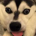 mlem