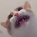 kit_why