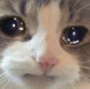 saddercat Discord Emoji