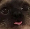 Blep Blep