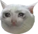 catcry1