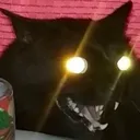 cursedcat2 cursedcat2