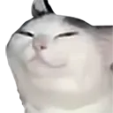 smugcat