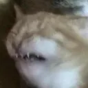 lb_013_catcringe