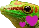 luvgecko