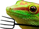 riotgecko