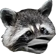 raccoonpog