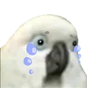 crycryborb