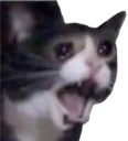 cAAAT