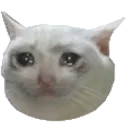 crycat