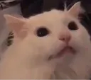 catMEEP catMEEP
